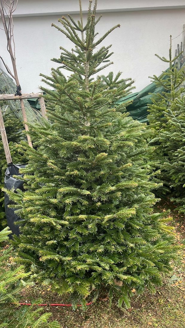 Einzelne Nordmanntanne am Verkaufsplatz, ganzer Baum von der Spitze bis zum Stamm