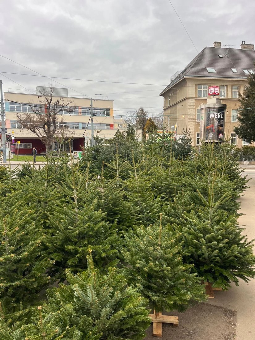 Der Verkaufsplatz mit vielen Nordmanntannen an der Ecke Feldkellergasse / Hofwiesengasse
