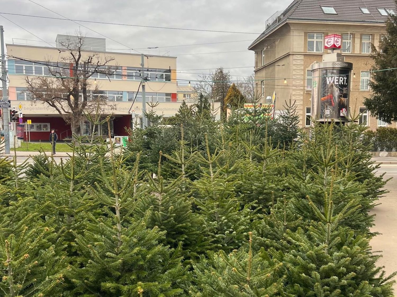 Der Verkaufsplatz mit Nordmanntannen an der Ecke Feldkellergasse / Hofwiesengasse in 1130 Wien